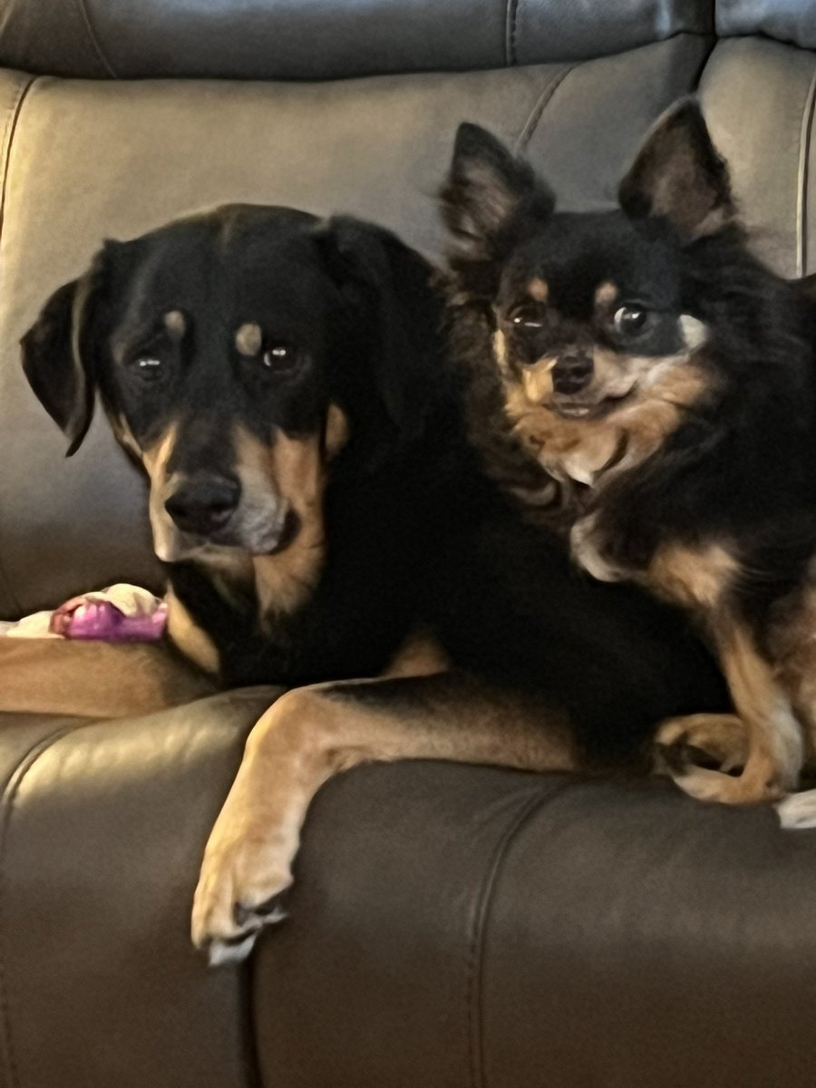 Hellbeastly's tweet image. Twins!!!!!! (Almost!)  #dogsoftwitter