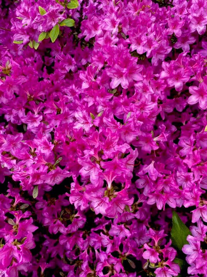 Shane5vlogz's tweet image. I may be hard to love but I promise it’s worth it in the end
#photography #beautiful #flowers #pink #pinkflowers