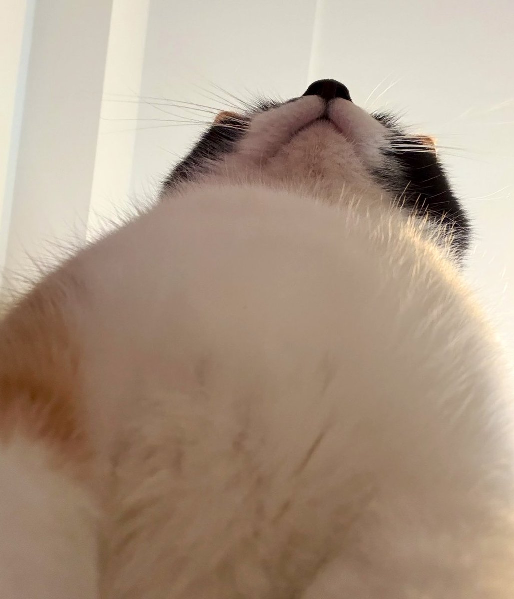 雷十太先生 tweet media