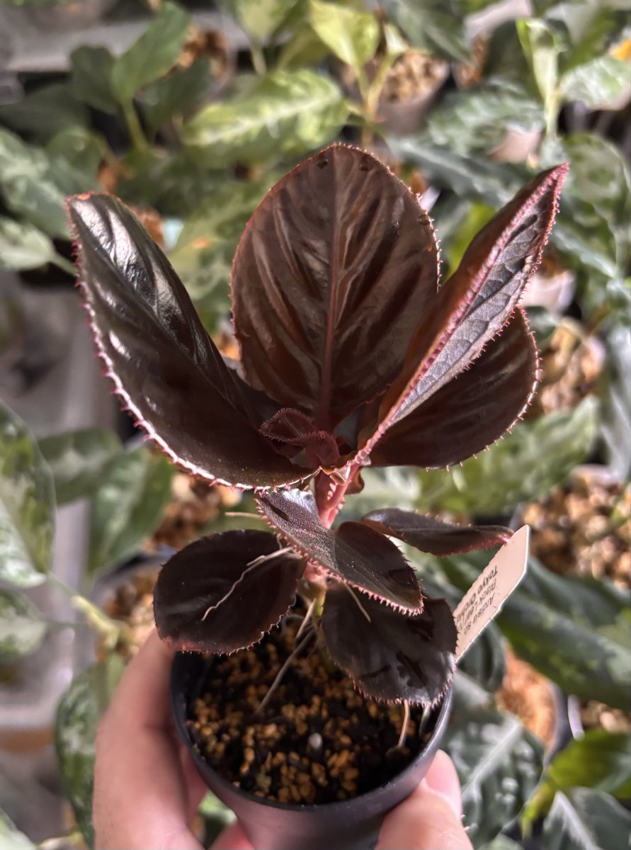 RYOKU33♂ tweet media