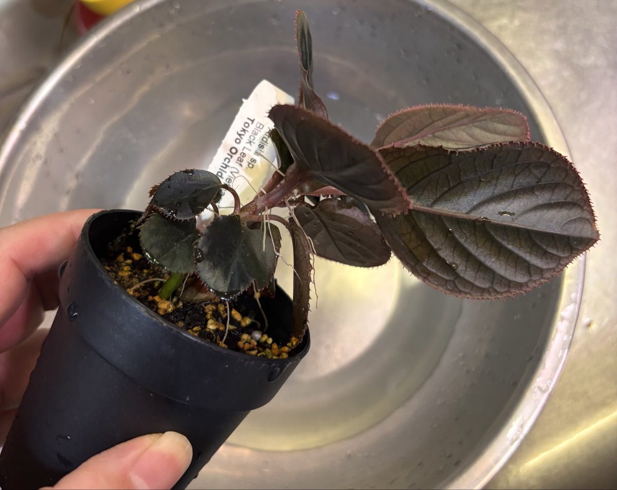 RYOKU33♂ tweet media