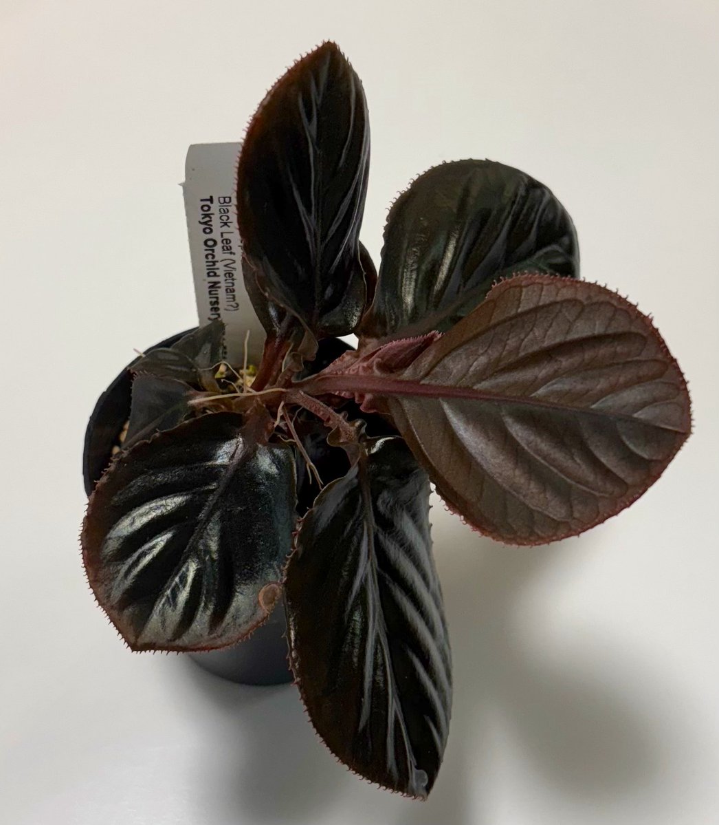 RYOKU33♂ tweet media