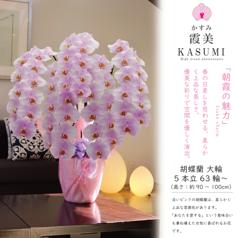 msd_shop's tweet photo. 就任のお祝いで嫁ぎました！

★お届けのお花
【霞美 かすみ 5本立ち 大輪 63輪～ 淡いピンク】
  
★こちらのお花情報
https://t.co/HPBxKmWbyz

■楽天市場のMSDナーセリー
https://t.co/Vl350aHR5l

#霞美 #就任祝い #純国産の胡蝶蘭 #胡蝶蘭 #msdナーセリーで感謝の気持ちを伝えよう https://t.co/xhcuHReJE2