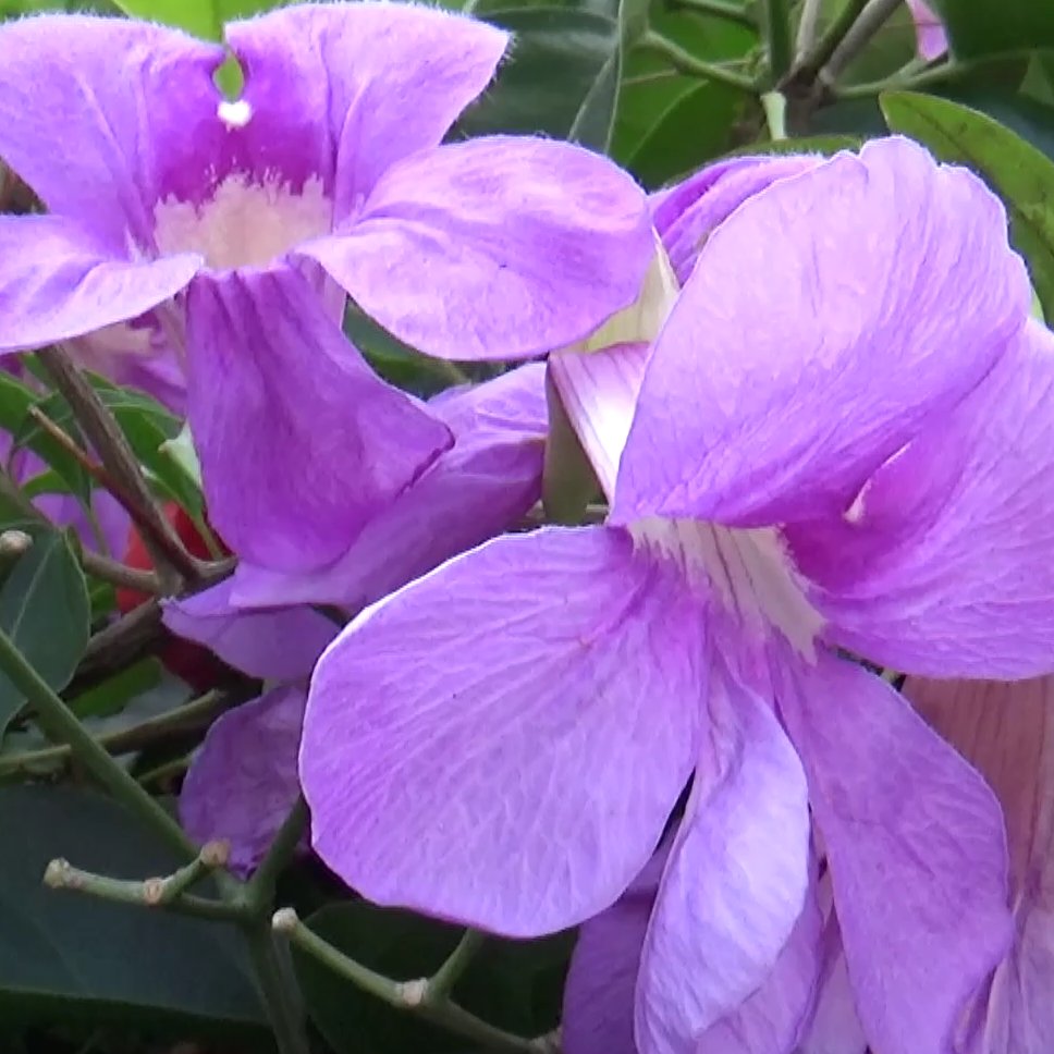 Splendor at the edge of the forest tweet media