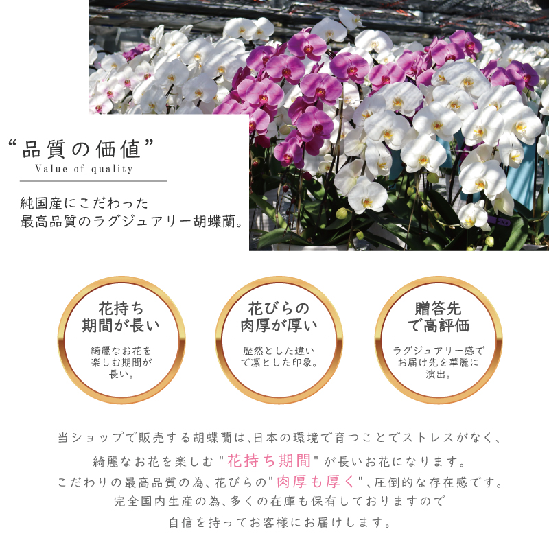 msd_shop's tweet photo. 就任のお祝いで嫁ぎました！

★お届けのお花
【霞美 かすみ 5本立ち 大輪 63輪～ 淡いピンク】
  
★こちらのお花情報
https://t.co/HPBxKmWbyz

■楽天市場のMSDナーセリー
https://t.co/Vl350aHR5l

#霞美 #就任祝い #純国産の胡蝶蘭 #胡蝶蘭 #msdナーセリーで感謝の気持ちを伝えよう https://t.co/xhcuHReJE2