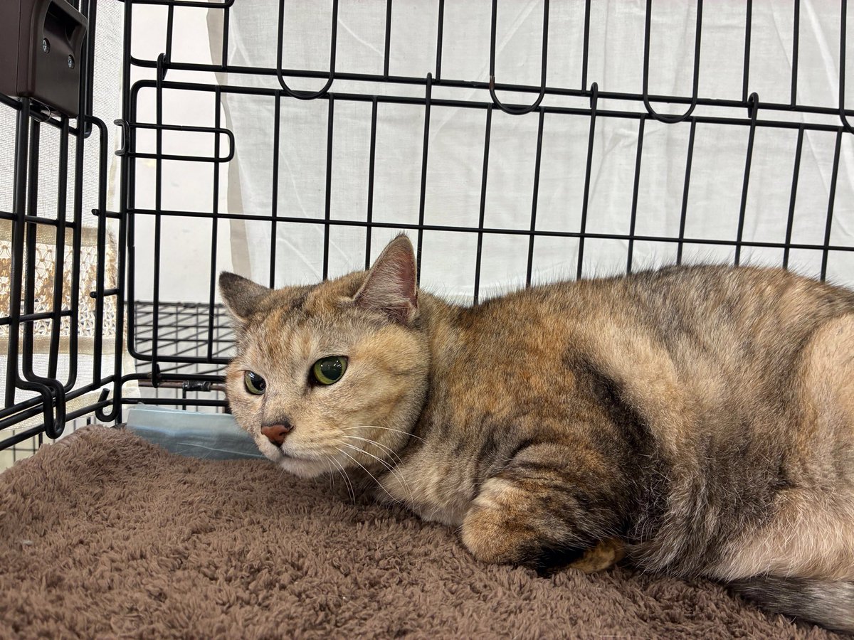 えどねこ tweet media