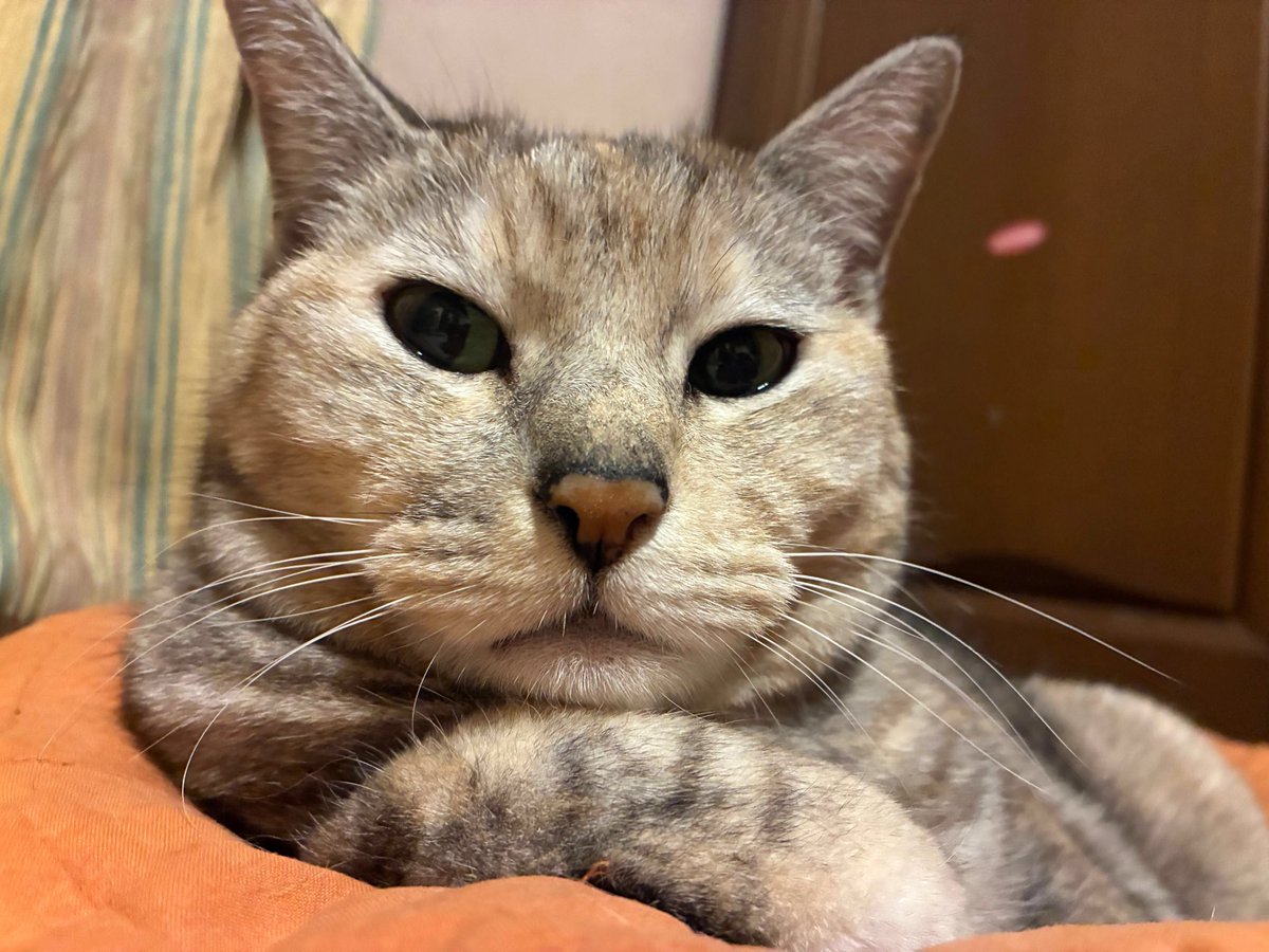 えどねこ tweet media