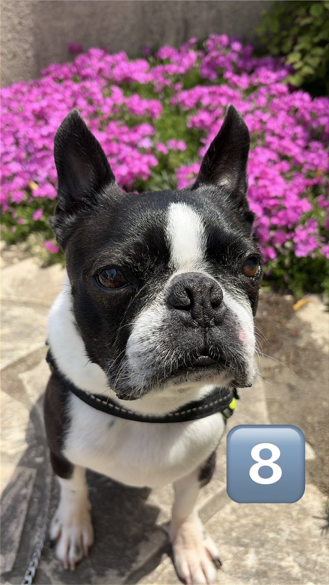 akanekomie tweet media