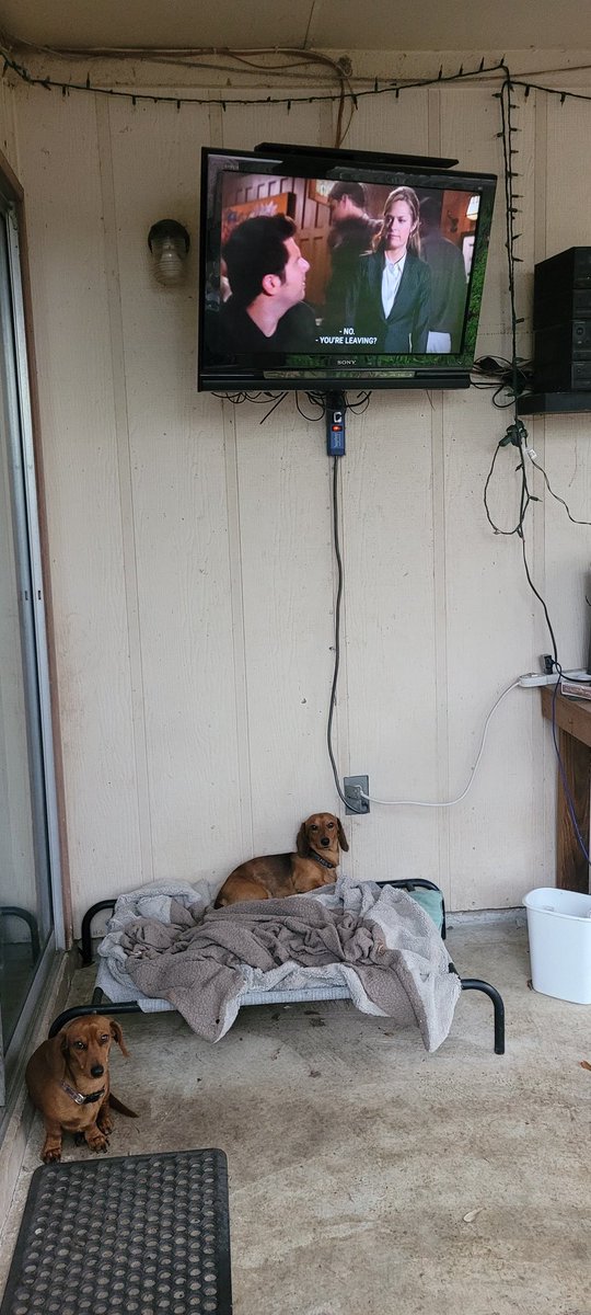 edwardkoenning's tweet image. Caught the weiner dogs watching @PsychRewatch @psychologistpod this evening when I got home. TO JIM!  Dammit! 
#Psych #LastNightGus #Dachshunds