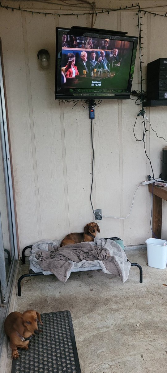 edwardkoenning's tweet image. Caught the weiner dogs watching @PsychRewatch @psychologistpod this evening when I got home. TO JIM!  Dammit! 
#Psych #LastNightGus #Dachshunds