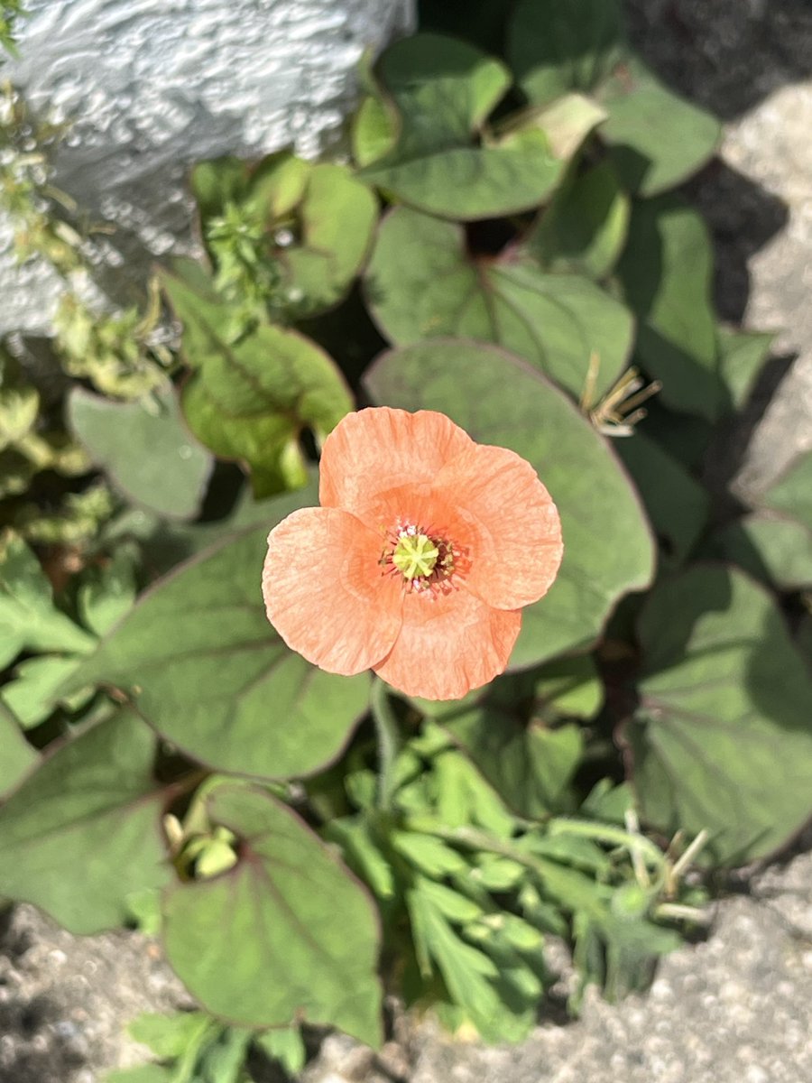 とってもすきなこーらるぴんく
#日記