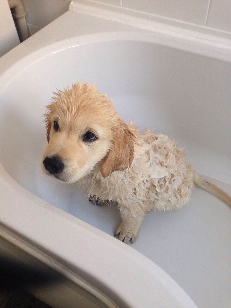 theDogLovers tweet media