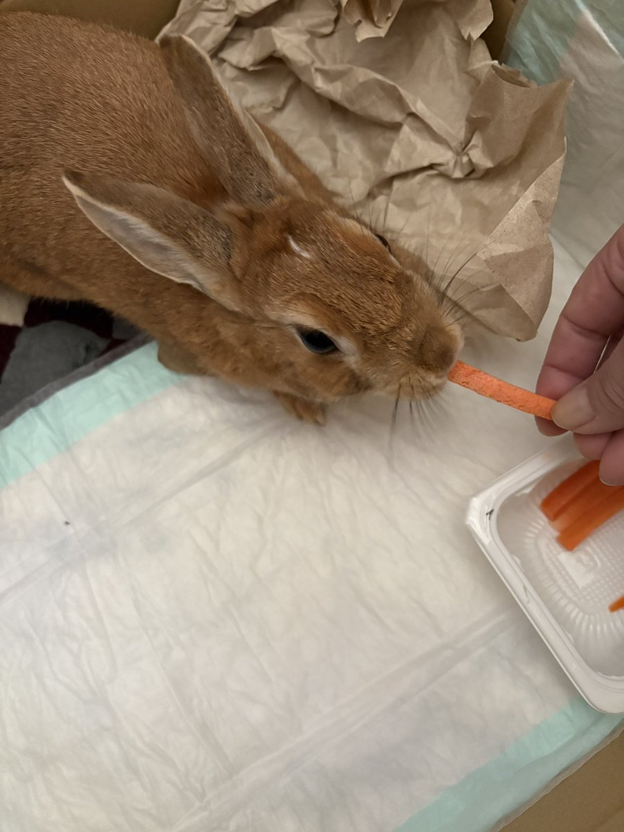 himawari726's tweet photo. 元気ににんじん食べてます。うさぎってほんとににんじん🥕食べるんだ。　#うさぎ預かってます　#垂水区　#城が山　#飼い主さん探してます　#拡散希望 https://t.co/heQ6NKZEBY