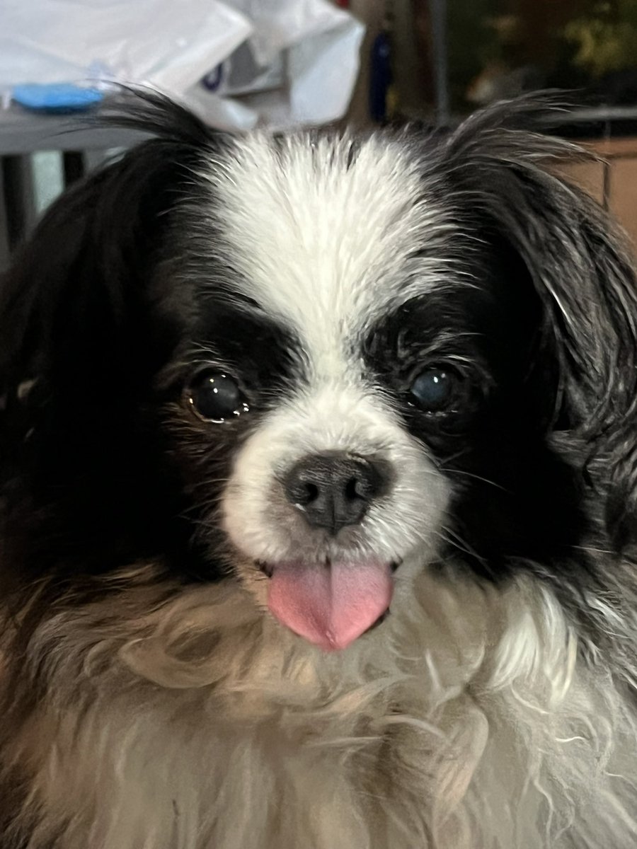 Hellbeastly's tweet image. RIP dearest Oliver🌈. Momma and auntie still love and miss you even after 3 years. #dogsoftwitter