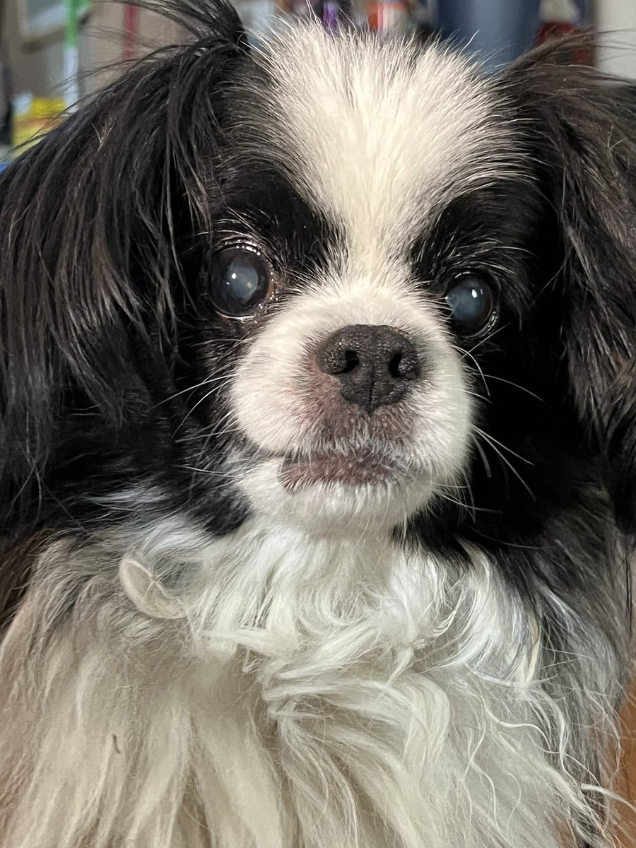 Hellbeastly's tweet image. RIP dearest Oliver🌈. Momma and auntie still love and miss you even after 3 years. #dogsoftwitter