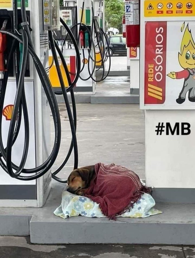 Animalitos en aprietos. tweet media