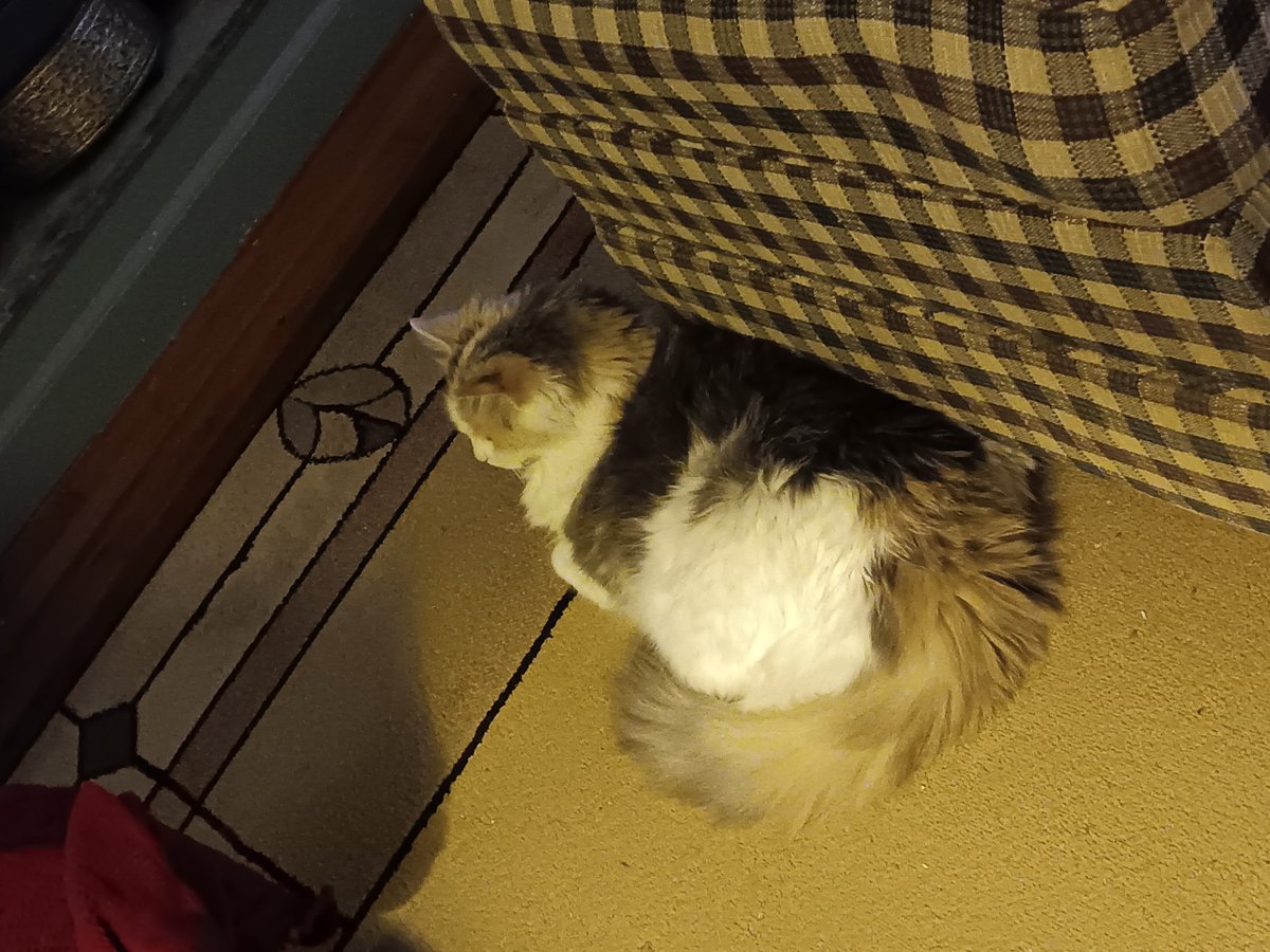 She moved in while I was laid up in the hospital. Total sweety.