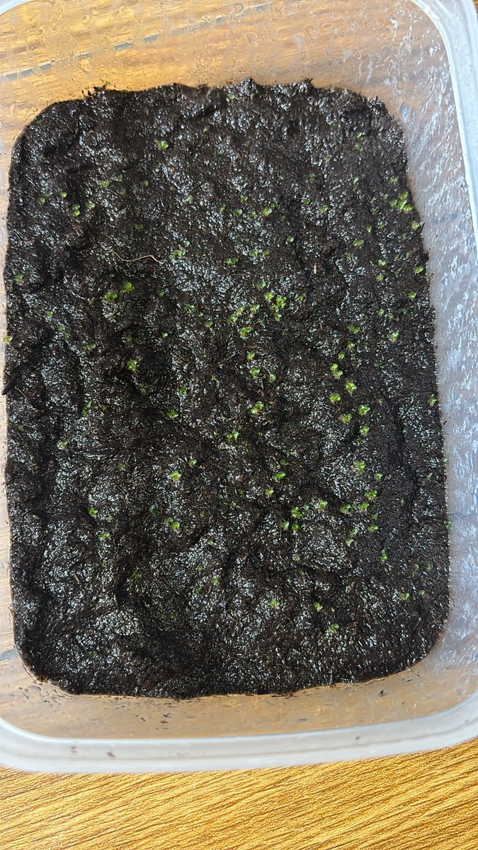 蹴人ぱぴー🦐葉っぱとえび🌱 tweet media