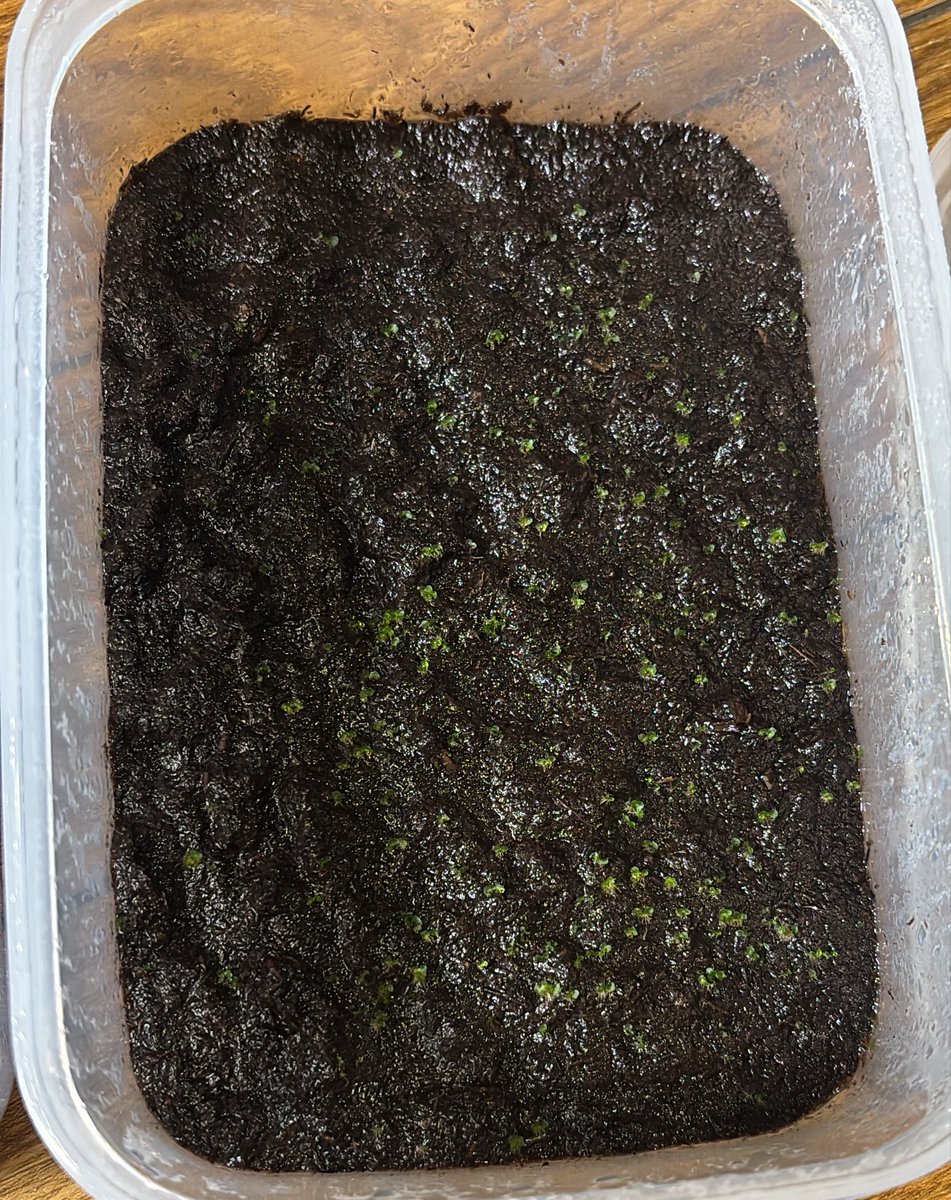 蹴人ぱぴー🦐葉っぱとえび🌱 tweet media