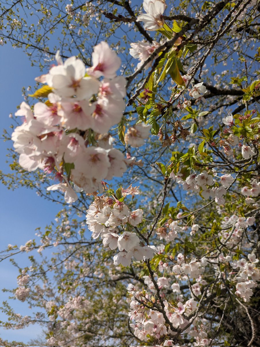 今は無き
我が母校
に咲いている桜🌸

◯◯年前には満開の桜がたくさん咲いてたな
夜は今でも満天の星空⭐️
星空ってどうやって写真に写せるんだろう😭