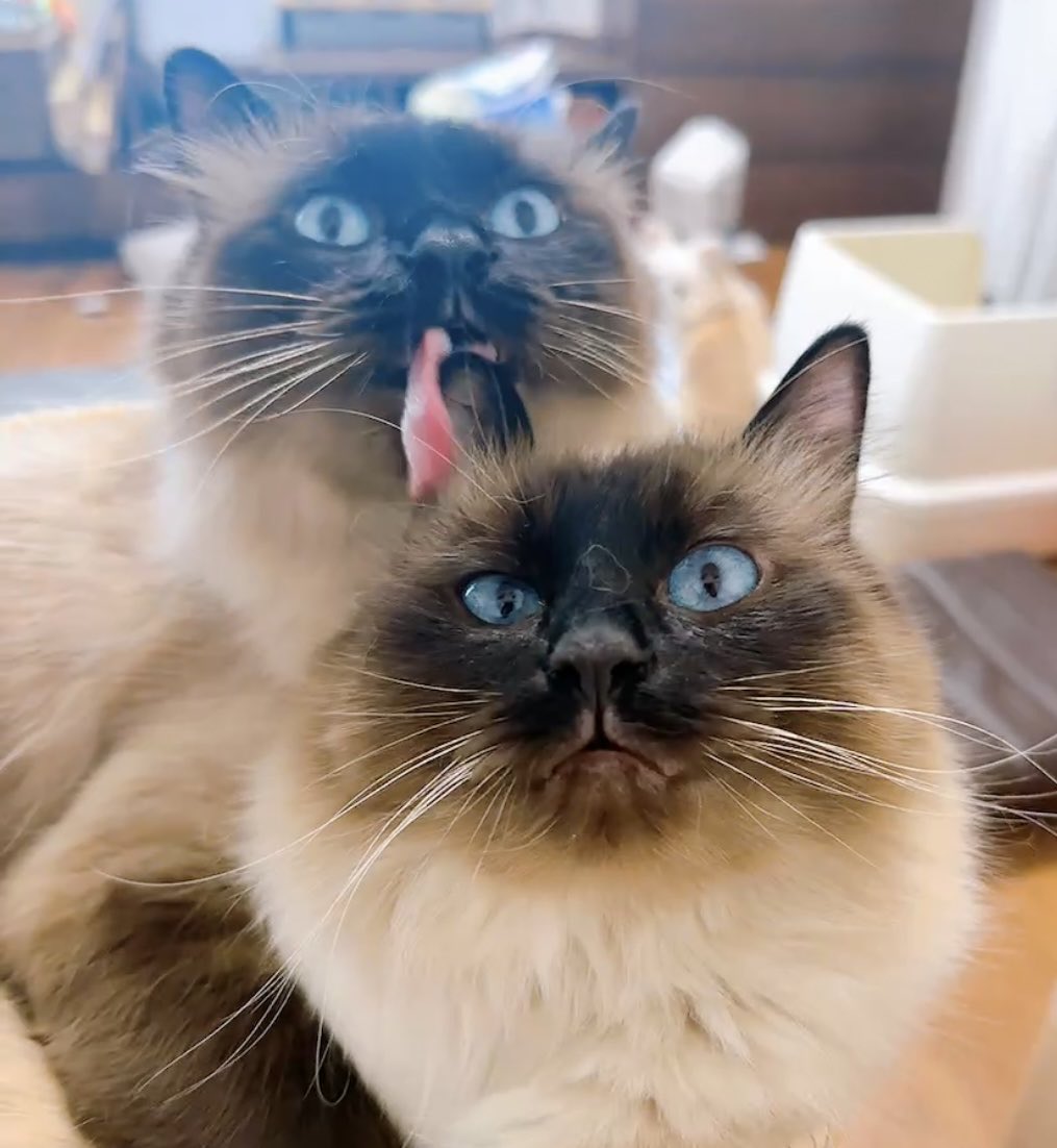 もきゅ tweet media