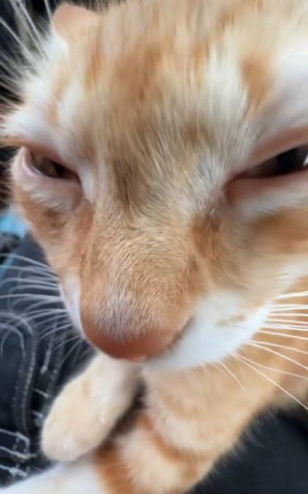 Professional Tax Evader tweet media