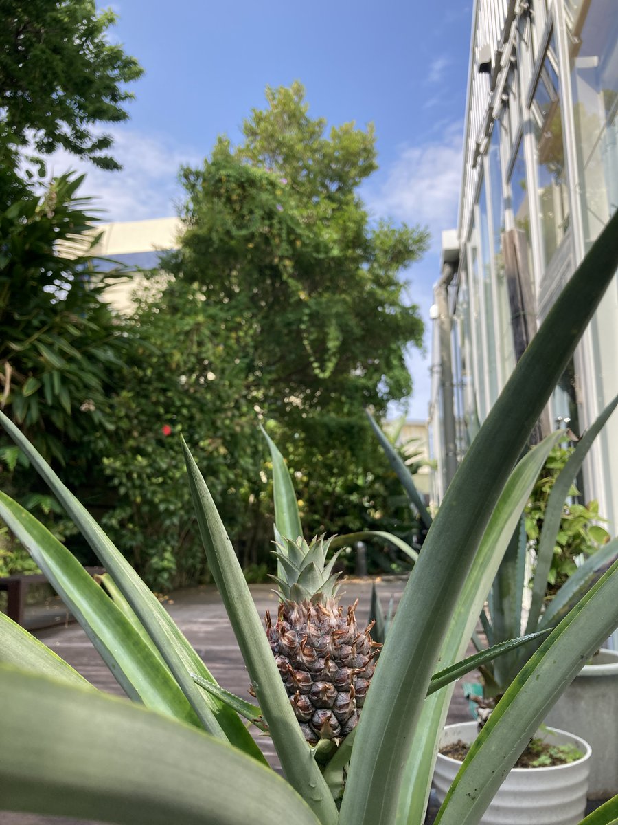 おはジェイ☀ 担当Tです
水曜日の那覇は、晴れ☀
気温は23℃ほど

会社のテラスに、小さいパイナップルのようなものが実っている鉢植えが

調べると、ミニパイン(姫パイン)なんでしょうか？
食用ではなく観賞用らしいです
小さいながらも南国を感じます🌴

#沖縄　#企業公式が毎朝地元の天気を言い合う