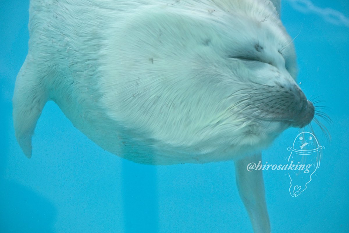 ヒロサキ🦮🦭 tweet media