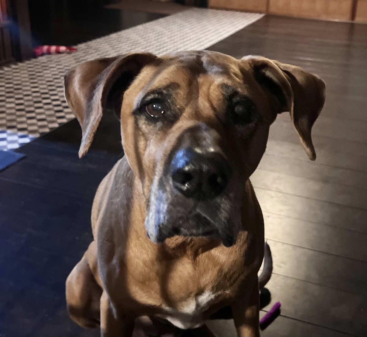 ジョーは犬&猫と共に古民家で暮らしている tweet media