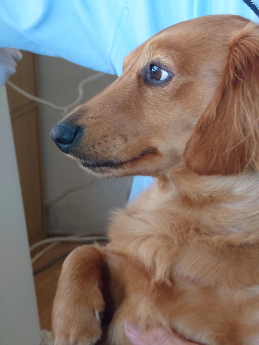 ラッキー tweet media