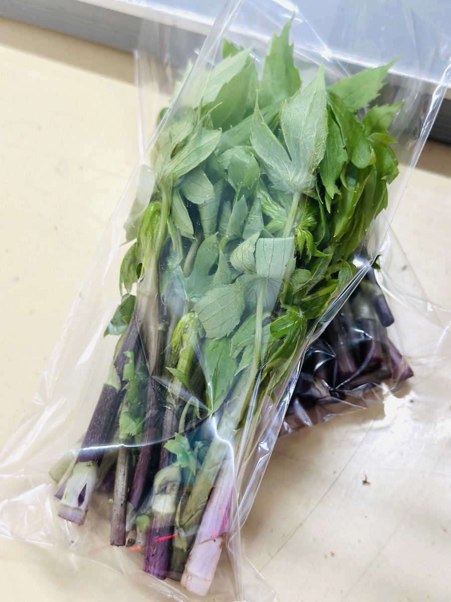今日の名言
「今日は「シドケ」にしとけ」
by 産直◯◯くん

別名「山菜の王様」
とも呼ばれる
『シドケ』が入りましたーー‼️
♪───Ｏ（≧∇≦）Ｏ───♪

なかなか
コレ入ってこないのよ！
おひたし、あえものにオススメ

ぜひゲットしてくださーい😆