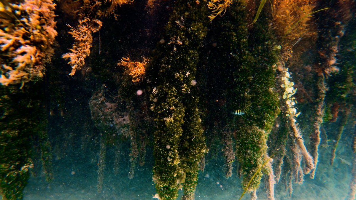 GarbyLaMula! tweet media