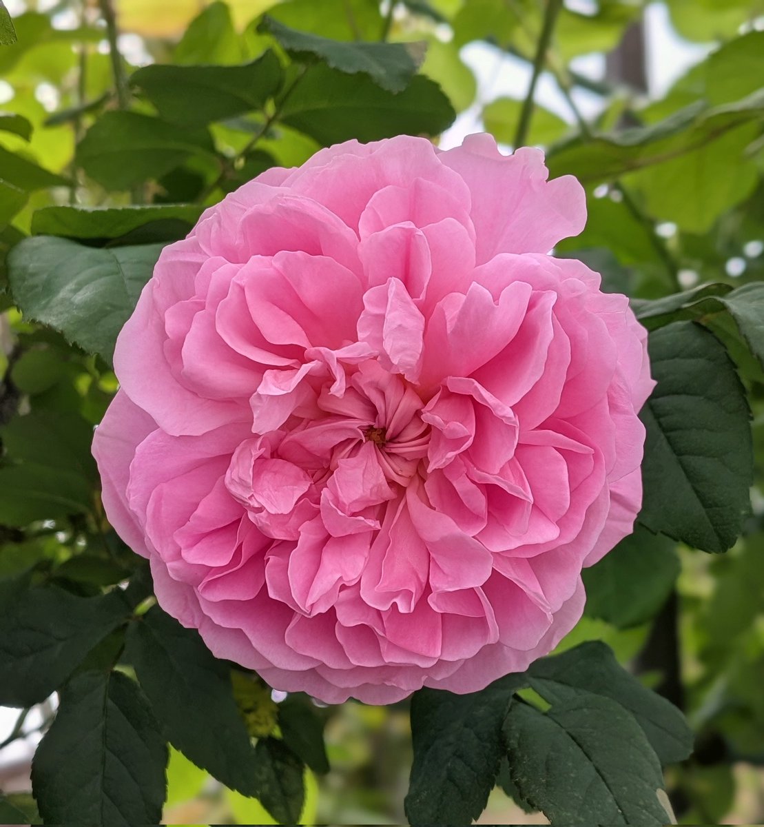 ETJFKD's tweet photo. Now14°c 少し肌寒い Cottage Rose 淡いピンクの https://t.co/V2v6lIQvvG