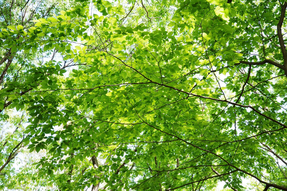 neka_line's tweet image. 新緑
#キリトリセカイ
#photography
#ricoh
#gr3x