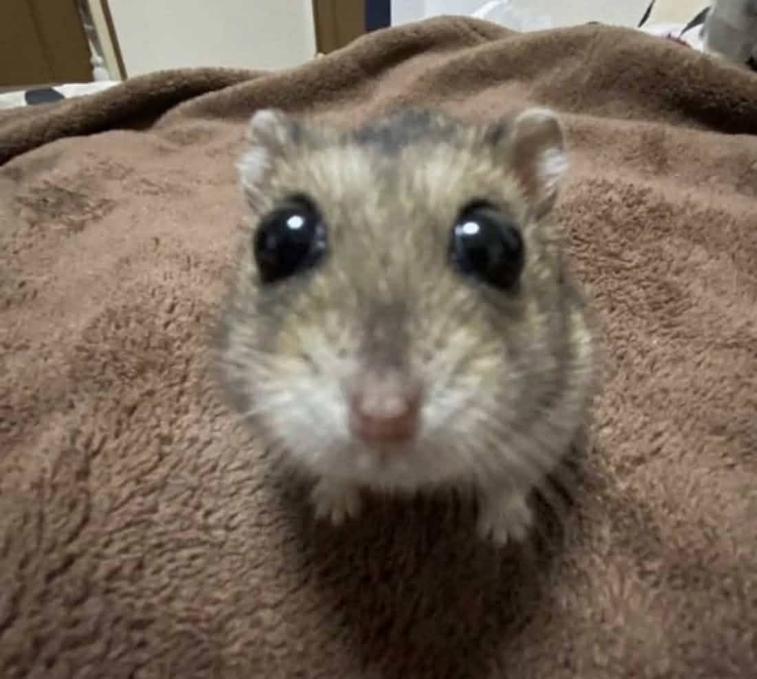 𐎙 ˚ V ┈ .ᐟ tweet media