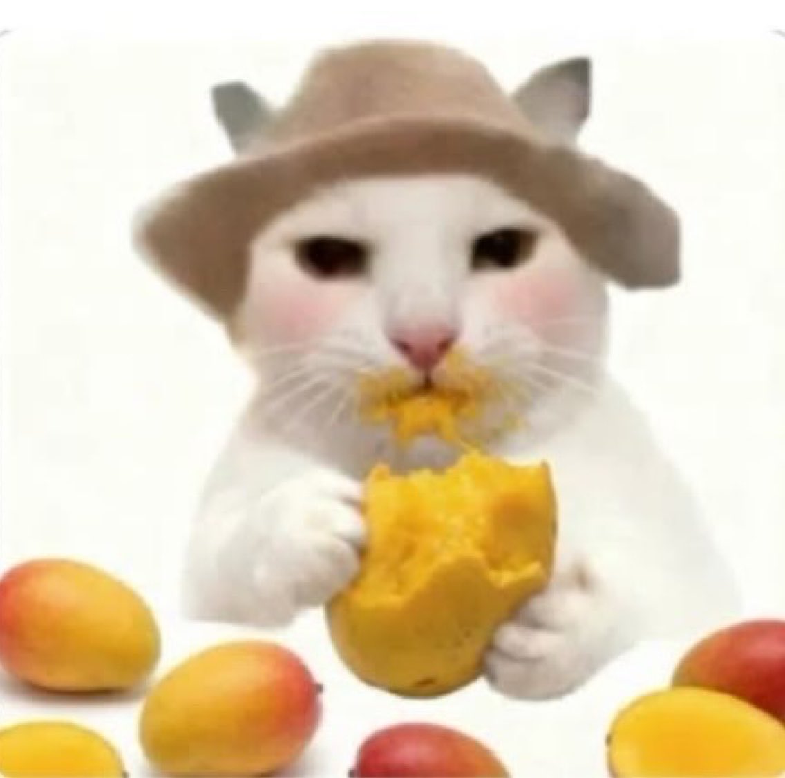 gatos fazendo gatices tweet media