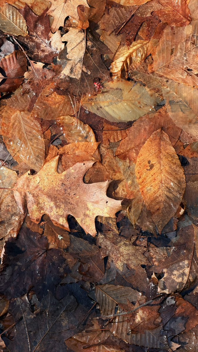 ▼ Kiel James Patrick tweet media