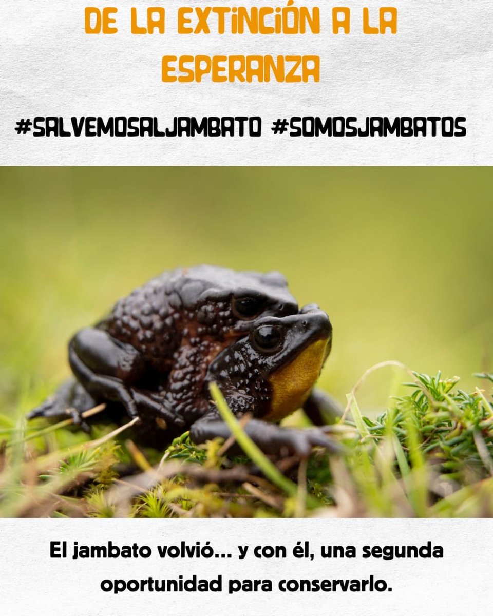 AmaruRubio's tweet photo. El jambato fue considerado extinto, pero hoy nos recuerda que la conservación sí es posible 🐸✨
#SalvemosAlJambato #SomosJambatos
@amphibiansorg @USFQ_Ecuador https://t.co/JFfbXDD961