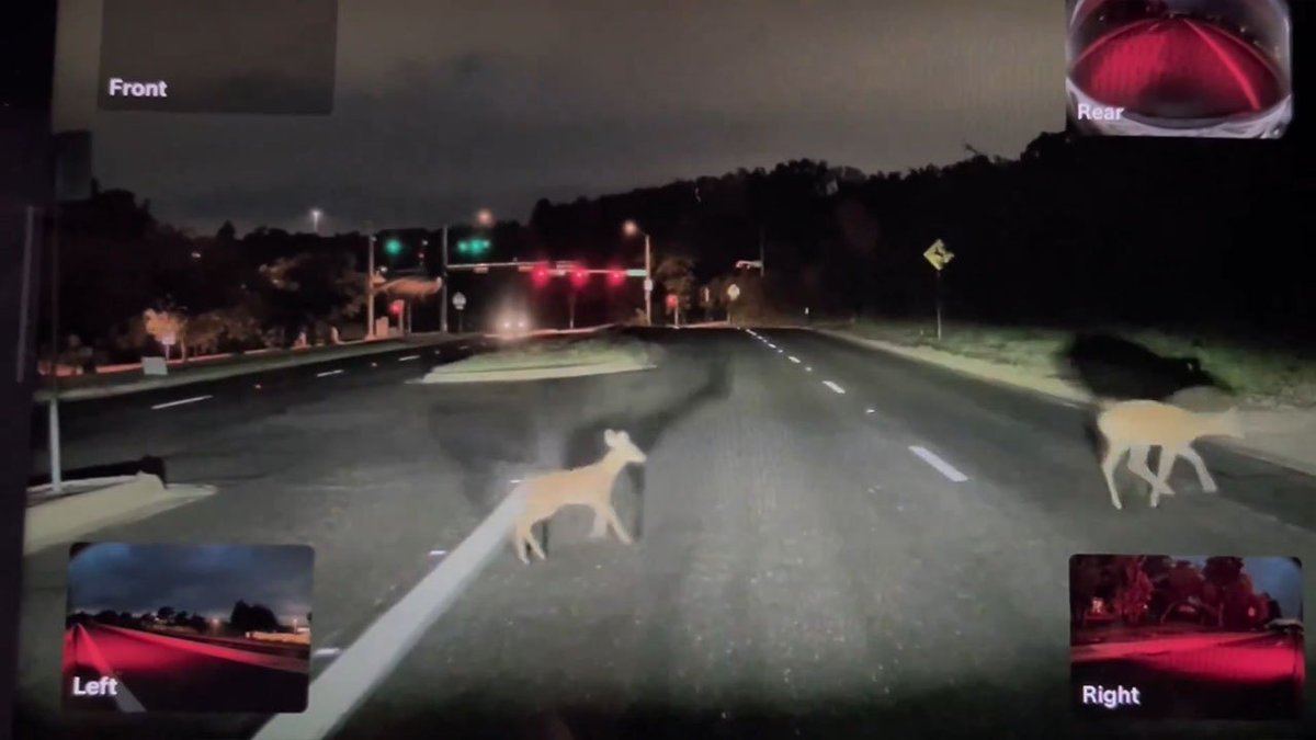 Tabby Cat tweet media