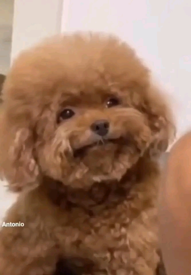 Elpanatulio tweet media