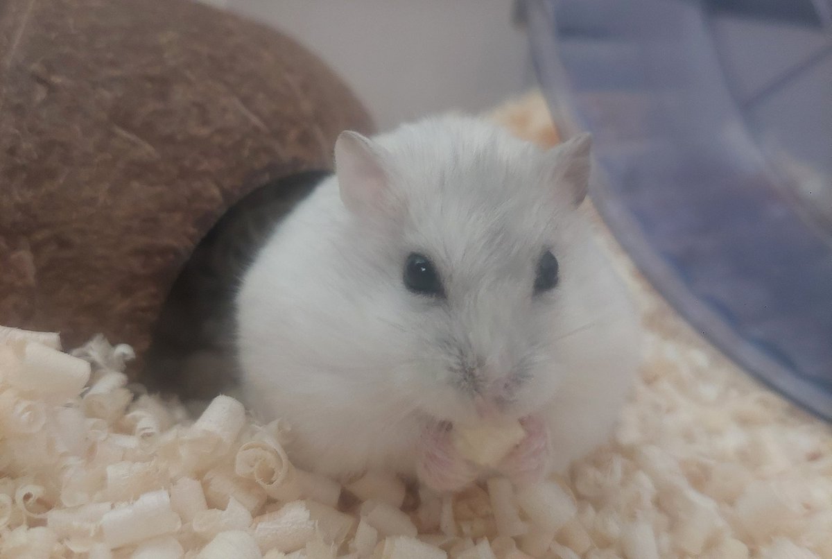 오랜만에 마레 주인의 햄찌
마식이 마떡이 사진을 트친들에게 드리겠습니다