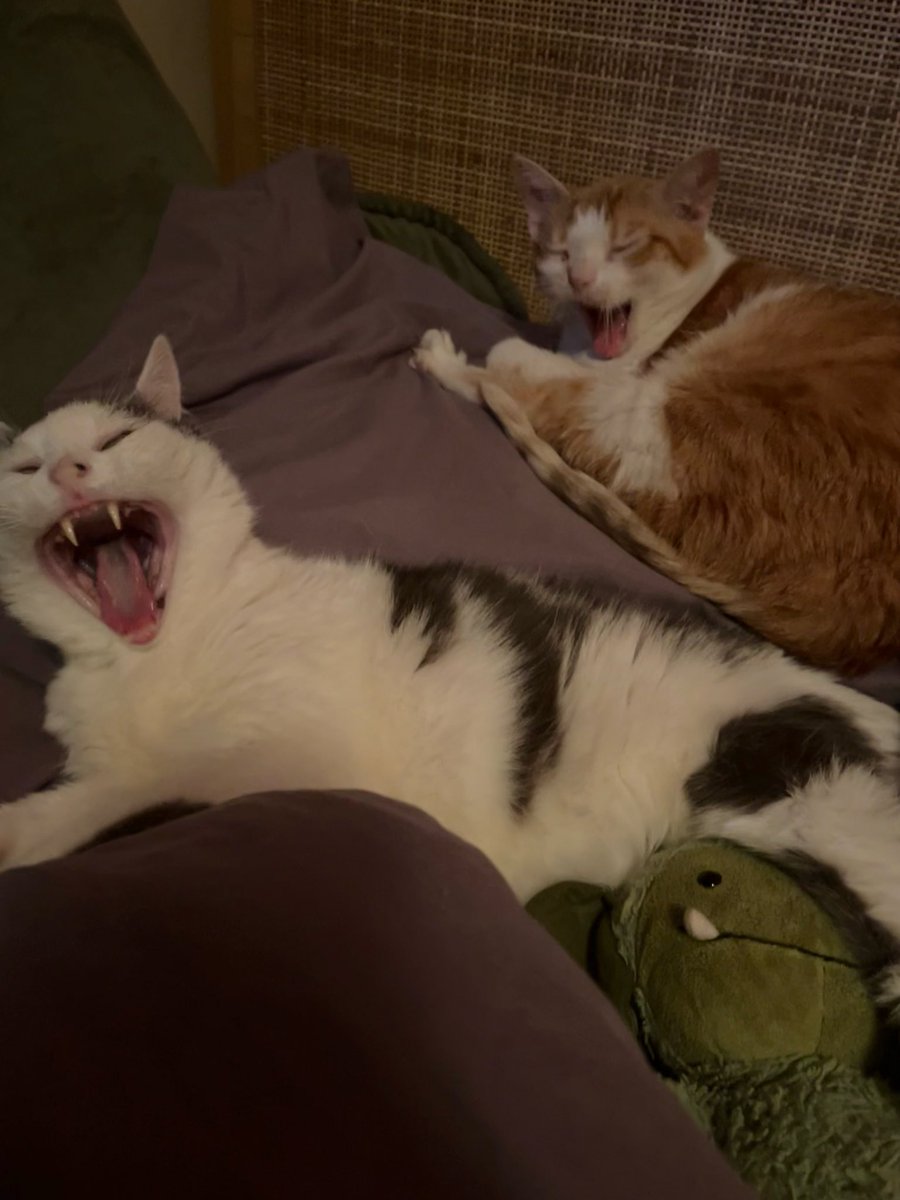 norberg & co tweet media