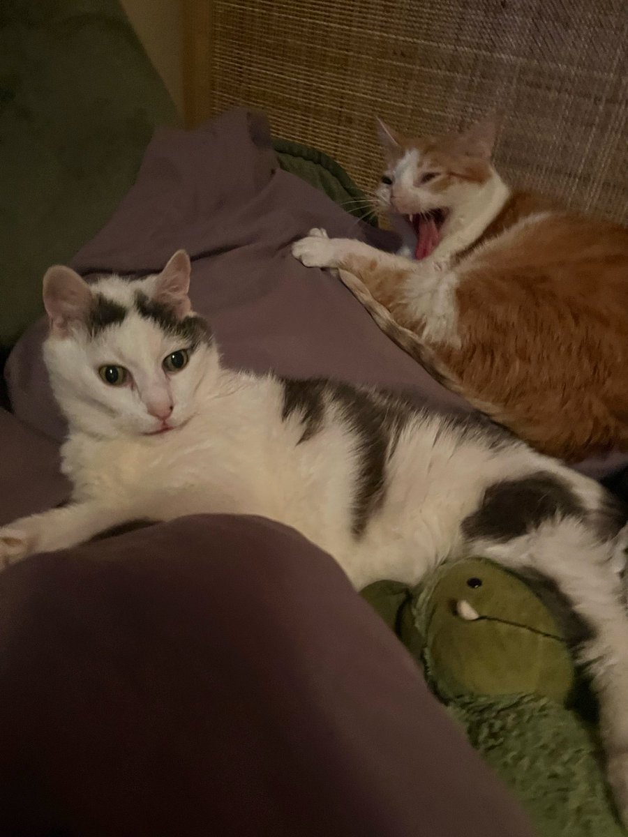 norberg & co tweet media