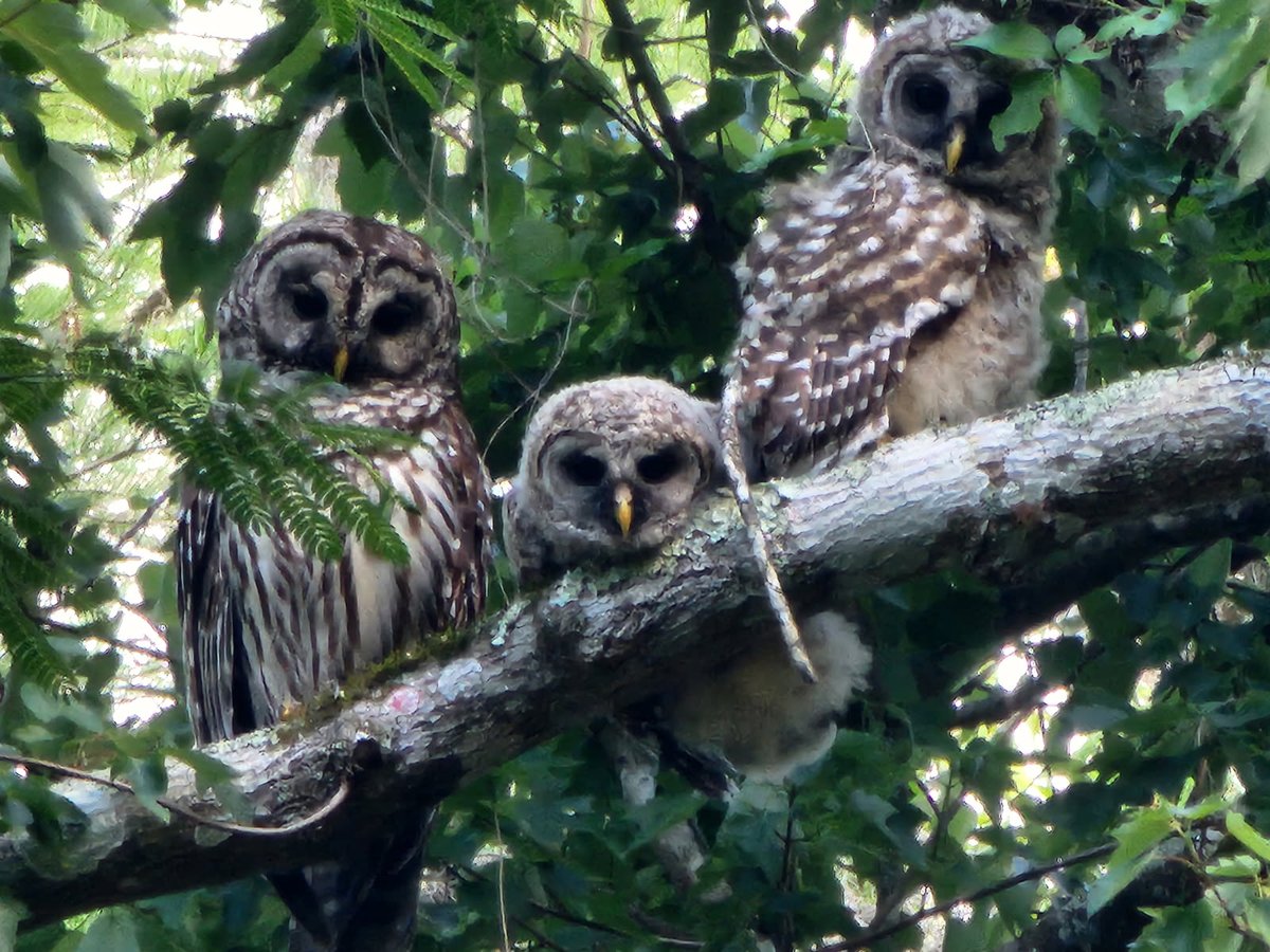 The_IslandGroup's tweet photo. Island owls https://t.co/88RYDOHQOx