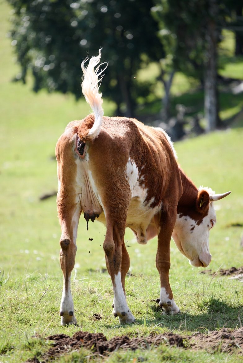 Muggzley's tweet photo. @KerryHolmekb Remember when she said cow farts would kill us within 10 years. 😆🤣😂 https://t.co/XslZavgHto