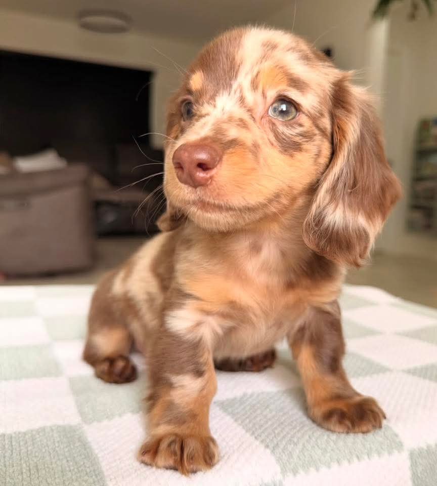 william66860141's tweet photo. Up for adoption https://t.co/1eWYyYdBxF