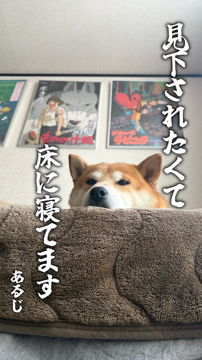柴犬こむぎとボクの三浦半島のあるじ tweet media