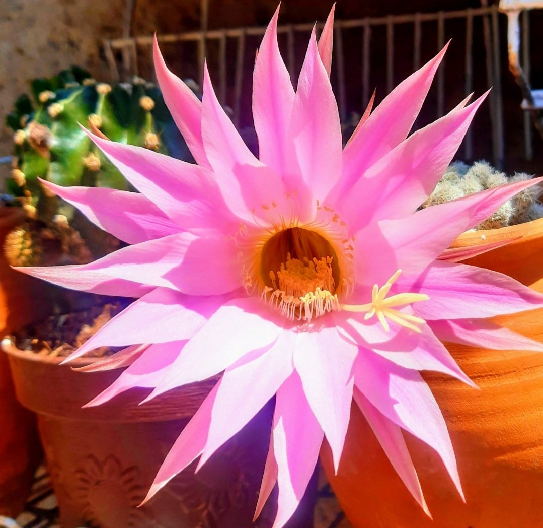 AmirezAngelesRa's tweet photo. 🌞🌸😍 https://t.co/iqArNi4PJa