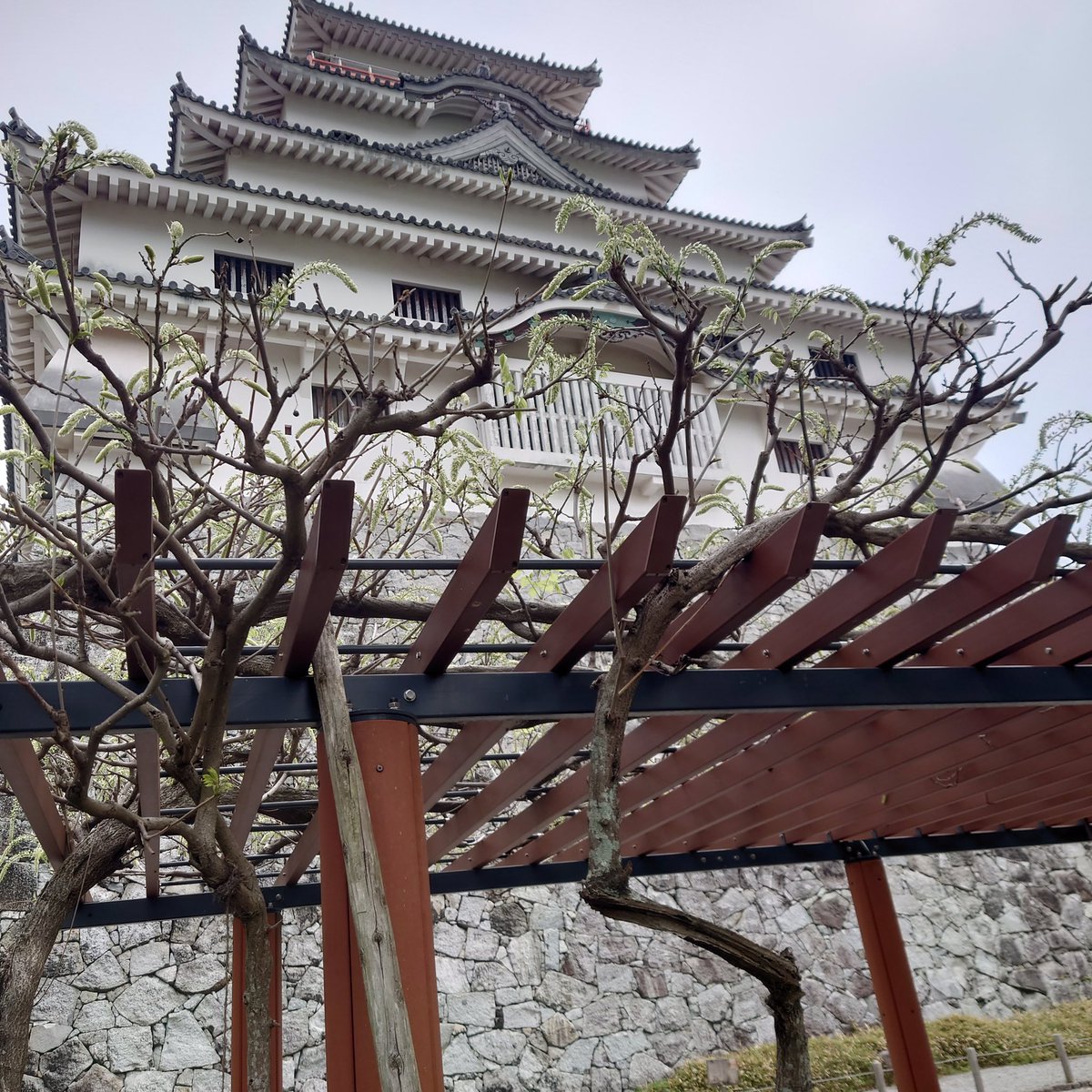 おはようございます🏯
4月22日の藤の開花は『五分咲き』です。
白藤も蕾が膨らんできてます。

#唐津城
#藤
#藤棚