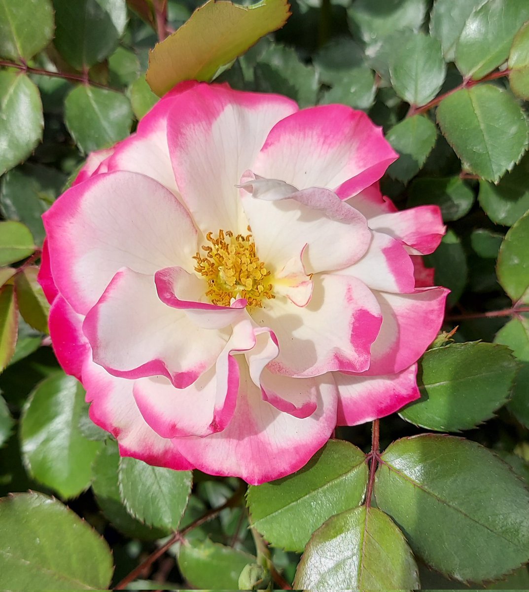 ememiqbal's tweet image. Assalamu Alaikum wa Rahmatullahi wa Barakatuhu,
To cleanse the impurities of the inner self (“nafs”), we must first eliminate our ego (“I”). And to eliminate the ego, it is essential to cultivate humility. To #truly become #humble,